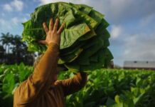 Pro dan Kontra Hari Tanpa Tembakau Sedunia