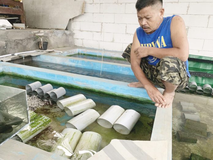 Warta 1 - Budidaya Lobster