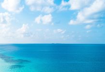 Separuh Napas Kita Berasal dari Laut, Separuhnya Lagi Butuh Hutan